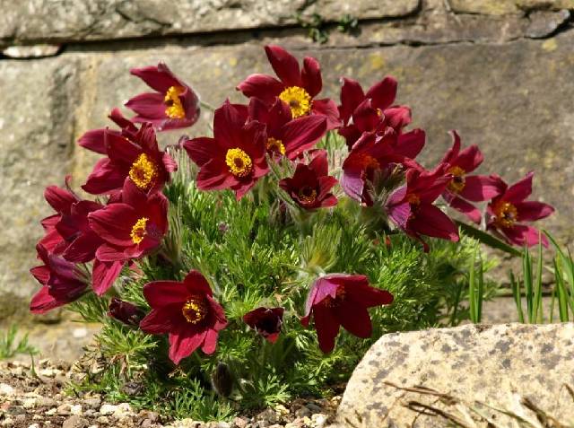 Pulsatilla Vulgaris Rubra-пулсатила червена, пролетна съсънка, котенце (1319)